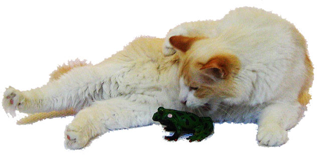 Rupert the Cat